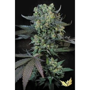 Paradise Seeds Konopné semená Momo Balenie: 3 ks