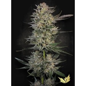 Paradise Seeds Konopné semená Candy Breath Balenie: 3 ks