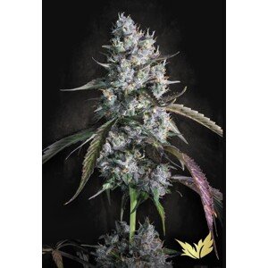 Paradise seeds Auto Kong 4 0 % THC 5 ks Balenie: 10 ks