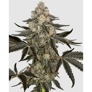 Sensi seeds Banana Kush Cake Auto 0% THC Balenie: 5 ks