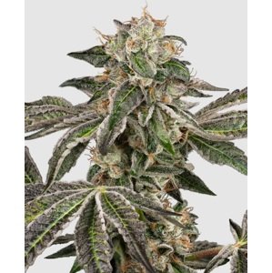 Sensi seeds Banana Kush Cake Auto 0% THC Balenie: 3 ks