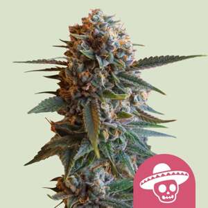 Royal Queen Seeds Special Queen 1 0 % THC 5 ks Balenie: 3 ks
