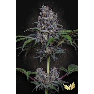 Paradise Seeds Semená konope Sweetopia Balenie: 5 ks