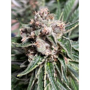 Ministry of Cannabis Mars Mellow Balenie: 5 ks