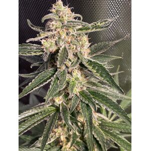 Ministry of Cannabis Auto Sweet Donkey Balenie: 5 ks
