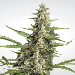 Paradise Seeds Pandora Balenie: 3 ks