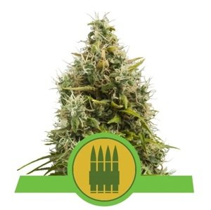 Royal Queen Seeds Royal AK automatic Balenie: 3 ks