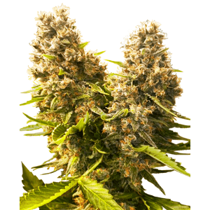 Sensi Seeds Banana Kush Cake Auto Balenie: 5 ks