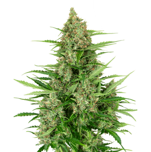 Sensi Seeds Double Kush Cake Auto Balenie: 3 ks