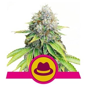 Royal Queen Seeds OG Kush fem 0 % THC 5 ks Balenie: 1 ks