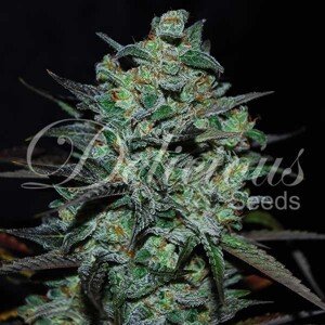 Delicious Seeds Northern Light Blue THC-Free Balenie: 1 ks
