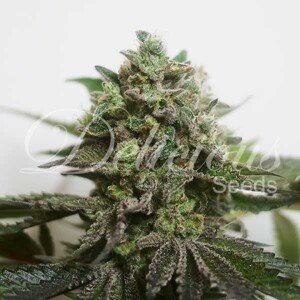Delicious Seeds Delimed CBD PLUS Balenie: 3 ks