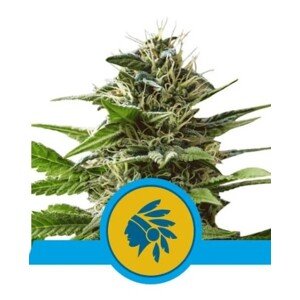 Royal Queen Seeds Tatanka Pure CBD 0 % THC 5 ks Balenie: 3 ks