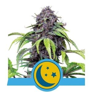 Royal Queen Seeds Purplematic CBD 0 % THC 5 ks Balenie: 3 ks