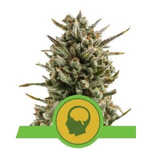 Royal Queen Seeds Amnesia Haze Automatic 0 % THC 5 ks Balenie: 5 ks