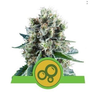Royal Queen Seeds Bubble Kush Automatic Balenie: 3 ks