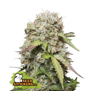 Seedstockers Jack Herer Auto Balenie: 3 ks