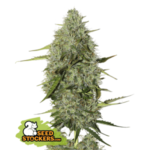 Seedstockers BCN CRITICAL XXL AUTO Balenie: 3 ks