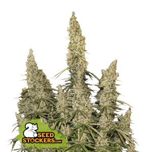 Seedstockers White Widow Auto Balenie: 1 ks
