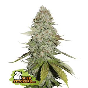 Seedstockers Gorilla Glue Auto Balenie: 3 ks