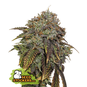 Seedstockers Gelato 41 Auto Balenie: 5 ks