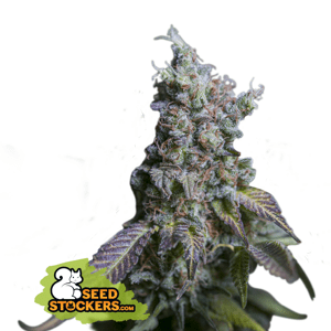 Seedstockers Sour Diesel Auto Balenie: 5 ks