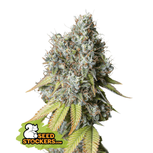 Seedstockers Bruce Banner Auto Balenie: 5 ks