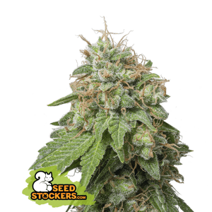 Seedstockers Green Crack Auto Balenie: 25 ks