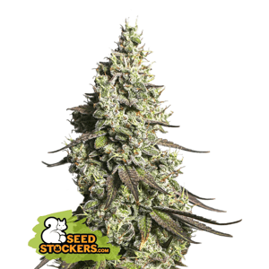 Seedstockers Moby Dick Auto Balenie: 1 ks
