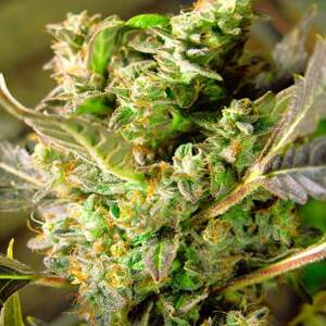 Nirvana seeds Konopné semená Somango XXL Auto Balenie: 5 ks