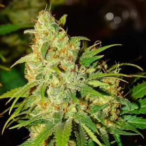 Nirvana seeds Konopné semená Bubblelicious Auto Balenie: 5 ks