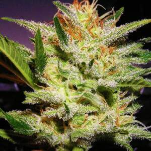 Nirvana seeds Amnesia Haze Auto Balenie: 10 ks