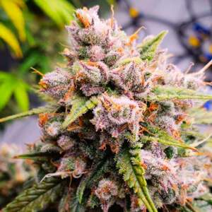 Nirvana seeds Konopné semená Aurora Indica Autoflower Balenie: 5 ks