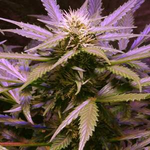 Nirvana seeds Konopné semená Lemon OG Haze Balenie: 10 ks