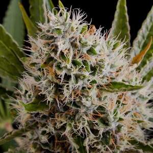 Nirvana seeds Konopné semená Lithium OG Kush Balenie: 5 ks