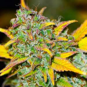 Nirvana seeds Gelato Auto Balenie: 5 ks