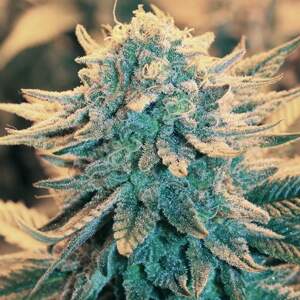 Nirvana seeds B-52 Fem Balenie: 5 ks