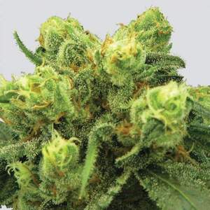 Nirvana seeds Konopné semená Big Bud Fem Balenie: 5 ks