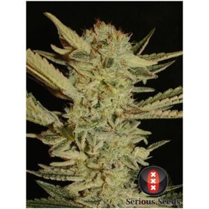 Serious Seeds Bubble Gum Fem Balenie: 3 ks
