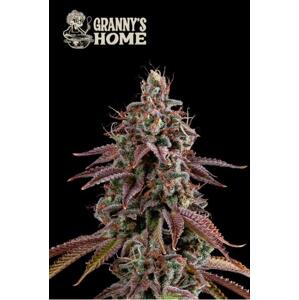 Seedstockers AK420 AUTO 0% THC Balenie: 1 ks