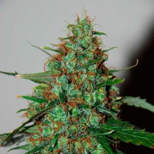 World of Seeds Wild Thailand Ryder Balenie: 12 ks