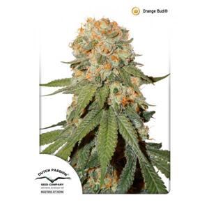 Dutch Passion Orange Bud 0% THC Balenie: 3 ks