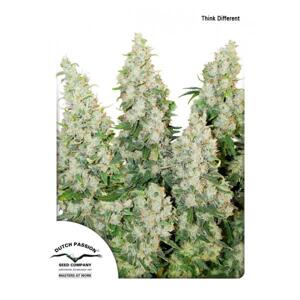 Dutch Passion Think Different Auto 0% THC Balenie: 7 ks