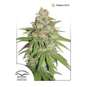 Dutch Passion Auto Glueberry O.G. 0% THC Balenie: 7 ks