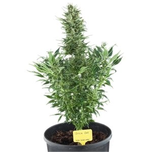 Royal Queen Seeds Quick One Balenie: 5 ks