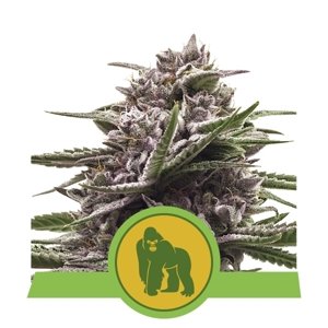 Royal Queen Seeds Royal Gorilla Automatic Balenie: 3 ks