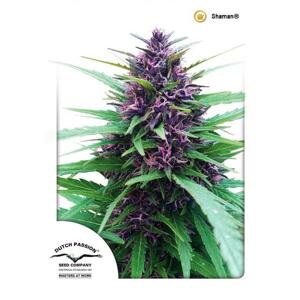 Dutch passion Shaman 0% THC Balenie: 5 ks