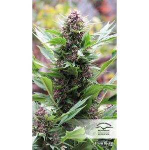 Dutch Passion Frisian Duck 0% THC Balenie: 3 ks