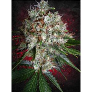 Ministry of Cannabis Big Bud XXL Balenie: 10 ks
