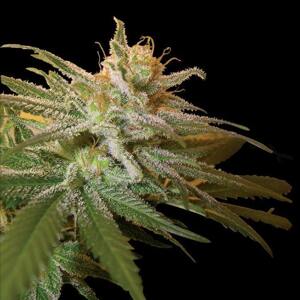 DNA Genetics Kushberry Balenie: 3 ks